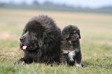 DOGUE DU TIBET 750